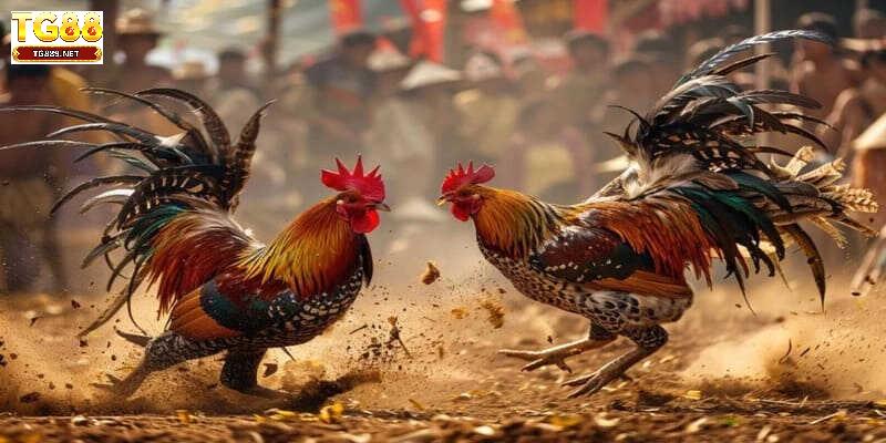 Kinh nghiệm nuôi dưỡng chiến kê chuyên nghiệp