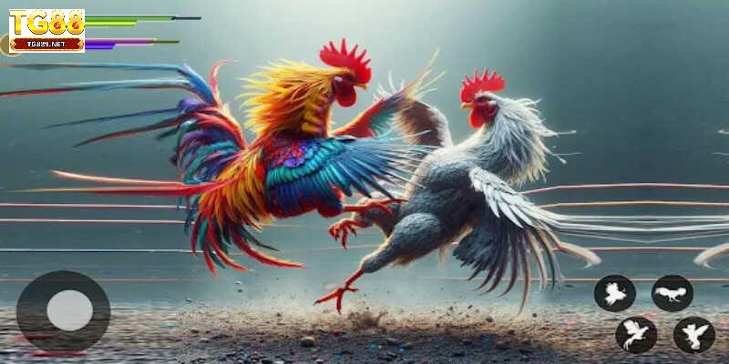 Nguồn gốc đặc điểm giống đá gà Mỹ nhập chất lượng